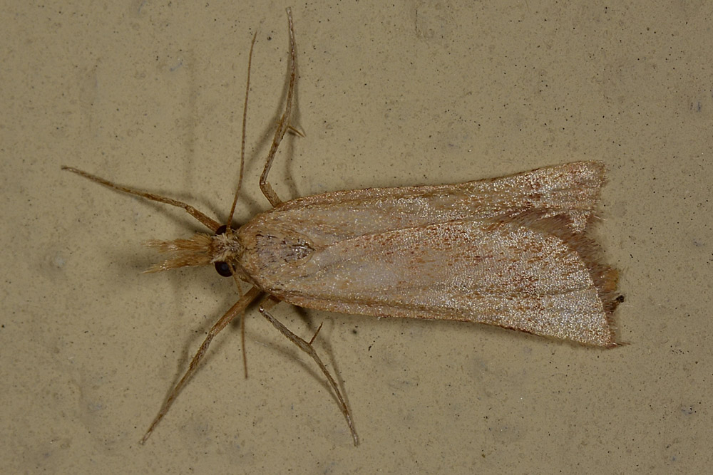 Pyralidae - Synaphe punctalis